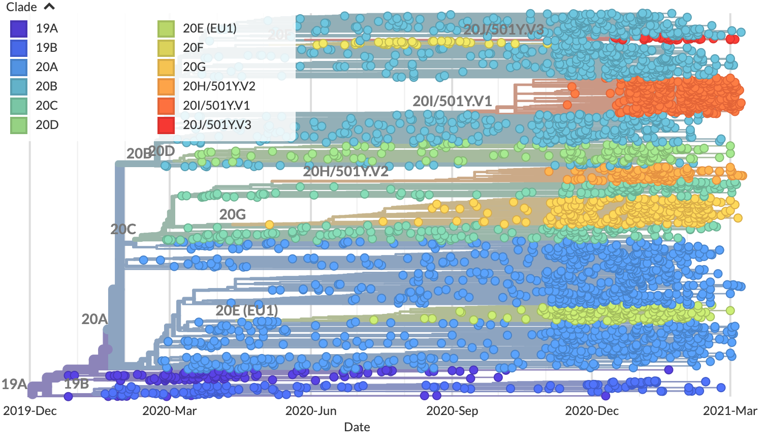 Phylogenetic clades for SARS-CoV-2